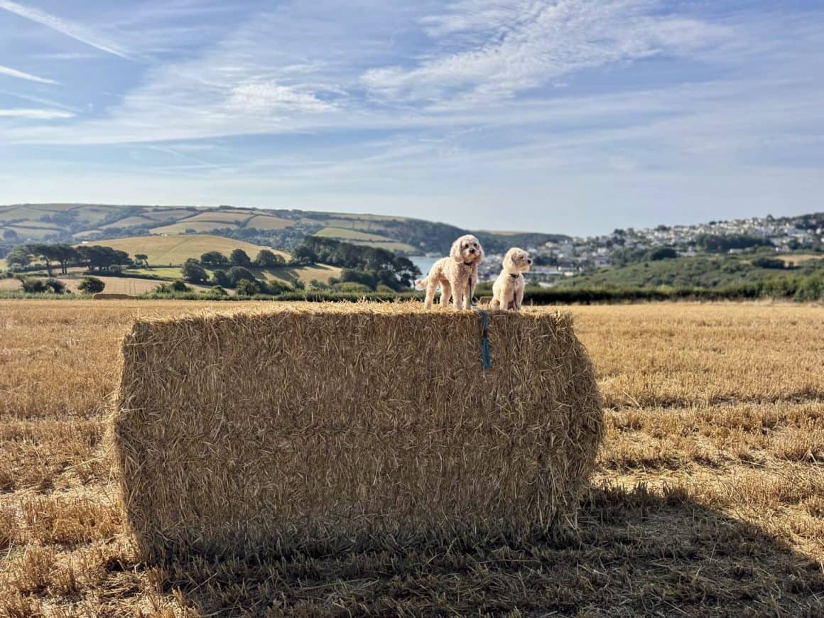 Hotel Salcombe: The Best Places to Stay in Devon for a West Country Summer Escape
