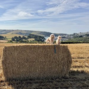 Hotel Salcombe Hotel Salcombe: The Best Places to Stay in Devon for a West Country Summer Escape