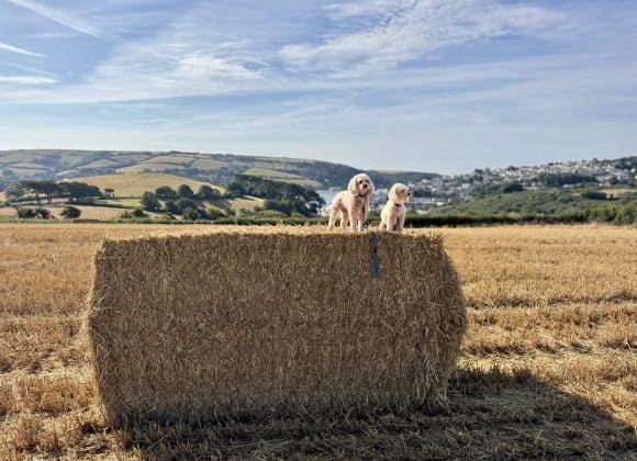 Hotel Salcombe: The Best Places to Stay in Devon for a West Country Summer Escape