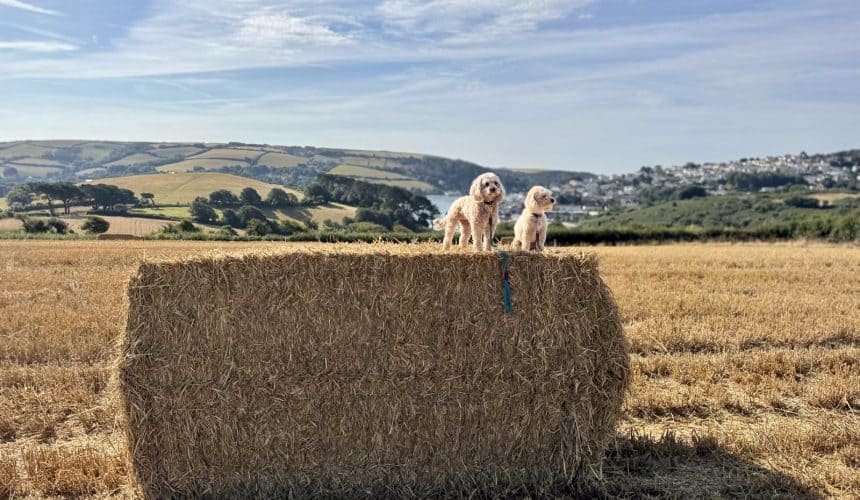 Hotel Salcombe Hotel Salcombe: The Best Places to Stay in Devon for a West Country Summer Escape